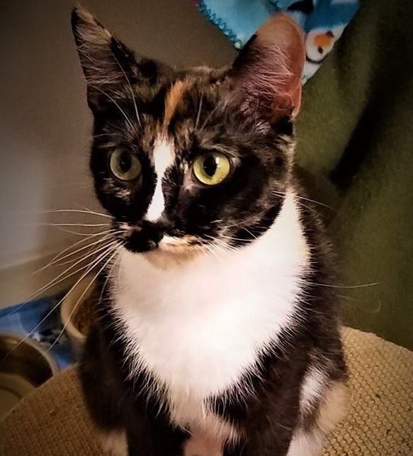 Phoebe